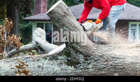 Ein Landschaftsgärtner entfernt einen Baum, der während eines Sturms fiel, mit einer Kettensäge, um ihn in Stücke zu schneiden. Stockfoto