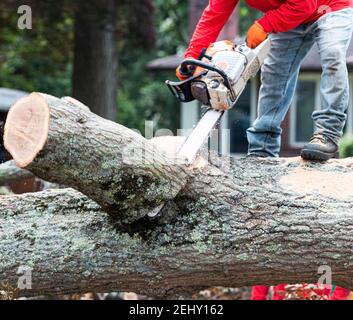 Mann, der auf einem Baum steht, der von einem Hurrikan umgestürzt wurde, indem er eine Kettensäge benutzte, um ihn zu reinigen. Stockfoto