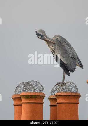 Wimbledon, London, Großbritannien. 20. Februar 2021. Ein Graureiher steht auf den Schornsteintöpfen über einem Vorstadthaus, das seine Federn aufpreßt. Der Reiher wurde mehrmals auf verschiedenen Dächern gesehen. Quelle: Malcolm Park/Alamy Live News Stockfoto