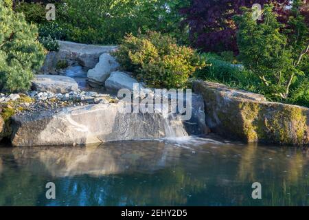 Ein Wasserfall, der über große Steinbrocken hinüber zu einem Wasserspiel Garten Teich See mit Pinus sylvestris und Acer Palmatum Trees England Großbritannien Stockfoto