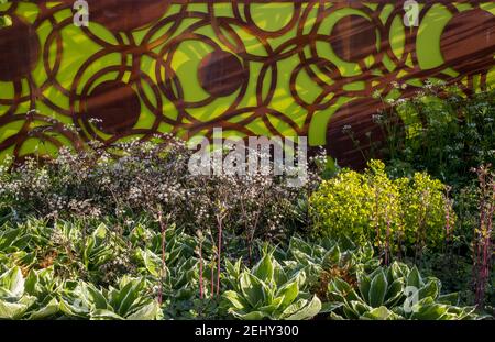 Eine moderne zeitgenössische städtische Garten Zaun Panel Bildschirme aus gemacht cortenstahl mit einer Frühlingsgartenblumengrenze mit Euphorbia Und Hosta Werke UK Stockfoto