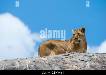 Eine Löwin (Panthera leo) auf einem Kopje, Seronera, Serengeti Nationalpark. Stockfoto