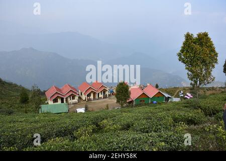 Home Aufenthalt mit Bio-Tee-Plantage in Darjeeling mit Seligkeit Und funkelndem Himalaya-Blick Stockfoto