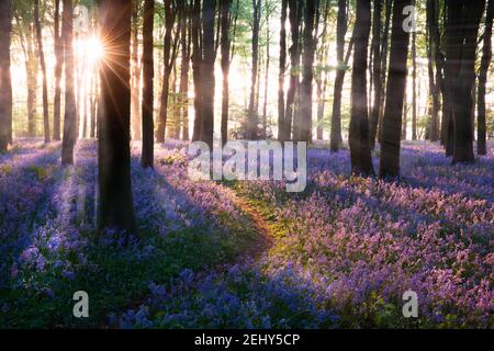 Bluebell Wald Pfad Sonnenaufgang in Norfolk England. Bluebells (Hyacinthoides) sind eine Wildblüte im späten Frühling, die für ihre Massenfarbe von Blau und bekannt ist Stockfoto