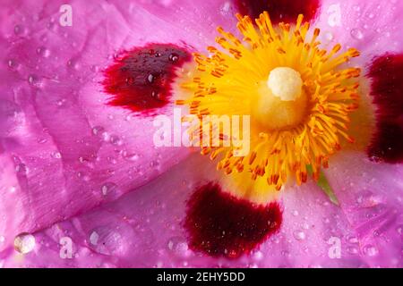 Cistus Stamen Garten Blume super Makro Nahaufnahme. Schöne gelbe und rosa detaillierte nasse Pflanze und Blütenblätter. Sommergartenblume Stockfoto