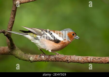 Buchfink (Fringilla coelebs) Männchen Nahaufnahme mit einer blaugrauen Kappe und rostrot unter Teilen, fotografiert in Norfolk England thront auf einem kleinen Zweig. Stockfoto