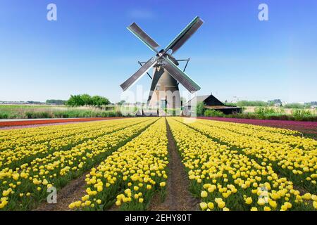 holländische Windmühle über Tulpen Feld Stockfoto