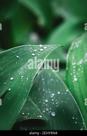 Regentropfen auf grünen Maiglöckchen. Regen in der Natur. Nahaufnahme selektiver Fokus, verschwommener Hintergrund Stockfoto