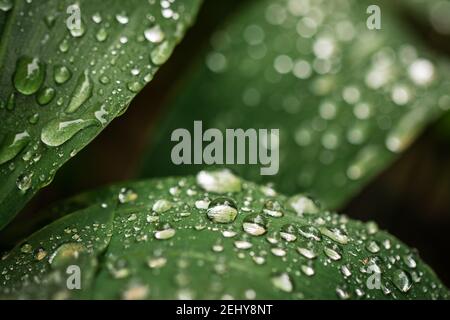 Regentropfen auf grünen Maiglöckchen. Regen in der Natur. Nahaufnahme selektiver Fokus, verschwommener Hintergrund Stockfoto