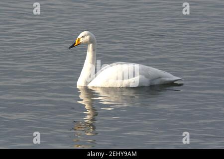 Whooper Swan in Sonnenschein Stockfoto