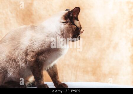 Lustige Thai Katze trägt spezielle Katzenbrille für Sonnenschutz. Katze sitzt ruhig auf einem neutralen beigen Hintergrund, Nahaufnahme, selektiver Fokus Stockfoto
