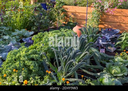 Kleiner Bio-Küchen-Gemüsegarten mit Gemüse, das in Reihen wächst - Lauch Rotkohl Grünkohl nero de toscano Curly Grünkohl Summer England UK Stockfoto