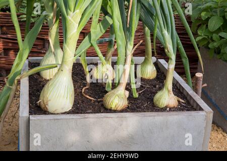 Kleiner Küchengarten mit Zwiebeln in einem kleinen, platzsparenden Bio-Gemüsegarten mit Zwiebeln aus alten Schieferfliesen UK Stockfoto