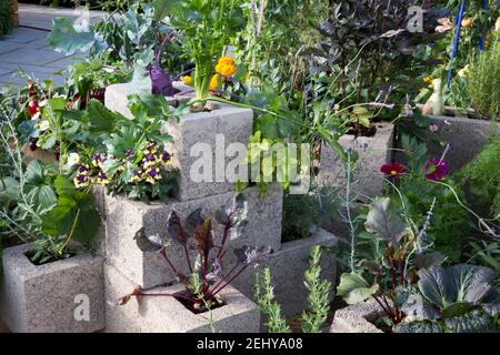 Kleiner städtischer Raum Garten vertikale Gartenarbeit ökologisch anbauendes Gemüse und Kräuter Pflanzen, die in ungewöhnlichen Behältern angebaut werden, Upcycling umfunktioniert Großbritannien Stockfoto