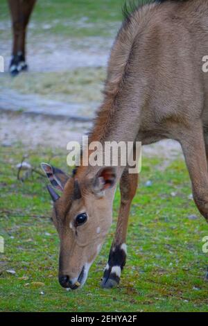 Junger Hirsch Isst Gras Stock Foto Stock Bilder Stock Bilder Stockfoto