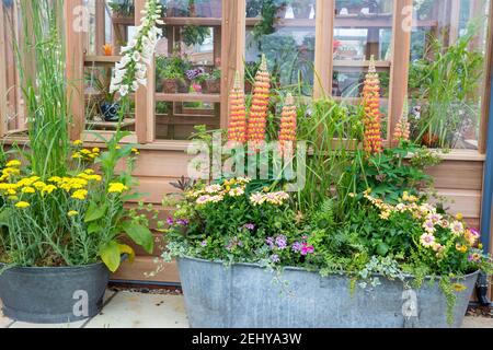 Ein Garten in einem alten Blechbad mit Lupinen, Zinnien, Pelargonium-Blumen Efeu, ein Metalltopf mit Pflanzen von Achillea Schwellenburg und Foxglove UK Stockfoto