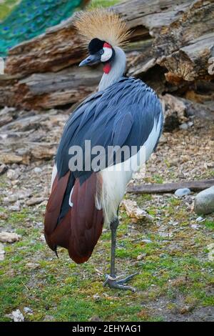 Gekrönter Vogel steht auf einem Bein Stock Foto Stock Bilder Stock-Bilder Stockfoto