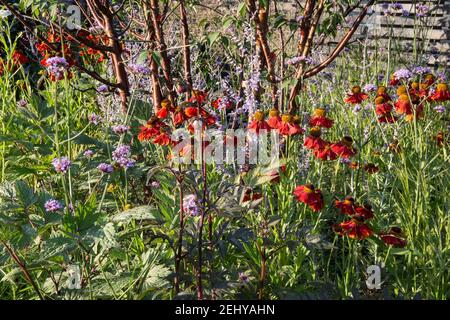 Sommerblumen kleiner Landhausgarten mit Helenium Moreheim Beauty und Verbena bonariensis unter dem Prunus serrula Baum in einem Blumenbeet an der Grenze zu England Großbritannien Stockfoto