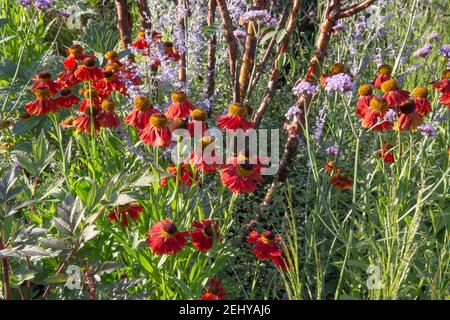 Ein Sommergarten mit Helenium Moreheim Beauty und Verbena bonariensis unter Prunus serrula Baum in einer Blumengrenze grenzt an England GB UK Stockfoto