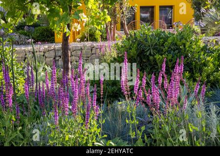 Blick in Richtung Home Office Studio im mediterranen Klima Garten - Pflanzung von Trockenheit toleranten Pflanzen und Salvia nemorosa in der Vordergrund England GB Stockfoto