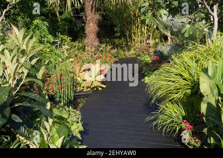 Moderne, tropische Gartengestaltung, schwarze Holzterrasse mit geschäftigen Lizzie Imara in den Grenzen und Pflanzen im tropischen Stil mit Farnen Stockfoto