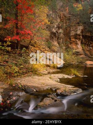 Coconino National Forest AZ / OCT Red Canyon Ahorn und Wände aus Coconino-Sandstein über einer winzigen Kaskade an der Westgabel des Oak Creek. Stockfoto