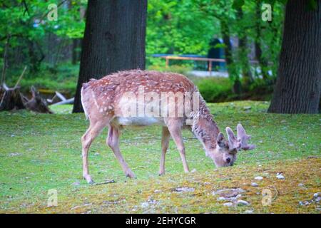 Junger Hirsch Isst Gras Stock Foto Stock Bilder Stock Bilder Stockfoto