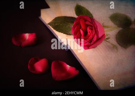 Rote Rose auf offenem Buch mit Textur-Overlay Stockfoto