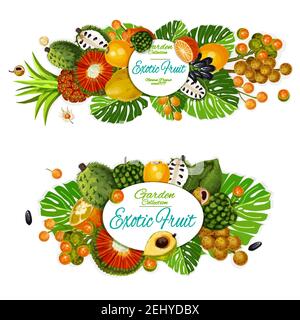 Exotische Früchte Vektor Poster mit tropischen Orange, Cherimoya und geschnittenem Sauersop, pu hala, Mandarine und Bergamotte, Physalis, Longkong und lucuma, Naran Stock Vektor