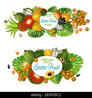 Exotische Früchte Vektor Poster mit tropischen Orange, Cherimoya und geschnittenem Sauersop, pu hala, Mandarine und Bergamotte, Physalis, Longkong und lucuma, Naran Stock Vektor