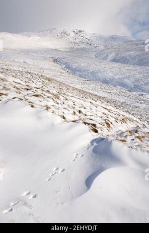 Mountain Hare Spuren im Schnee bei Jame's Thorn am Rande von Bleaklow, Glossop, Derbyshire, England. Stockfoto