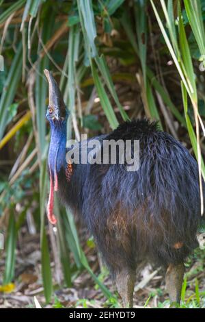 Südliche Cassowary starrt Stockfoto