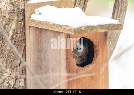 Im Winter in Michigan, USA, ragt eine ausgewachsene Graumorph-Östliche Screech-Eule (Megascops asio) aus einem schneebedeckten Vogelhaus hervor. Stockfoto