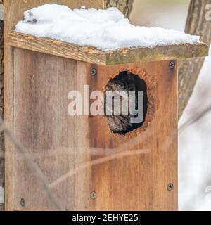 Im Winter in Michigan, USA, ragt eine ausgewachsene Graumorph-Östliche Screech-Eule (Megascops asio) aus einem schneebedeckten Vogelhaus hervor. Stockfoto