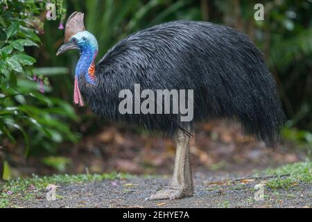 Südliche Cassowary Männchen Stockfoto