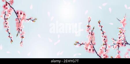 Kirschrosa Blüten aus nächster Nähe. Blühender Sakura-Baum. Bannerformat Stockfoto
