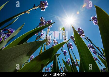 Frösche Perspektive der violetten Iris Blumen mit grünen Blättern zeigt Zum blauen Himmel und zur Sonne Stockfoto