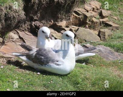 Fulmar Petrel am Clifftop Stockfoto