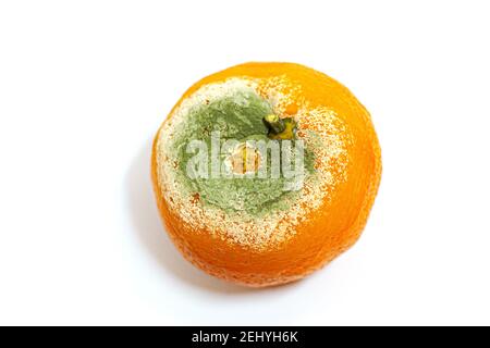 Eine beschädigte schimmelige Mandarine auf weißem Hintergrund Stockfoto