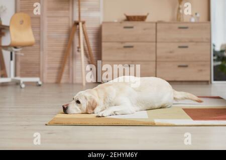 Hintergrundbild von weißen Labrador Hund liegt auf Teppich in minimalem Heim-Interieur mit Holz-Elemente, kopieren Raum Stockfoto