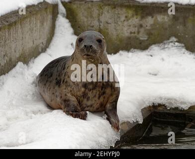 Hafenrobbe (Phoca vitulina) unreif im Pool mit Kopf über Wasser. Stockfoto