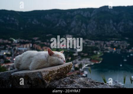 Erkunden Sie das idyllische Kotor in Montenegro an einem sonnigen Tag. Stockfoto