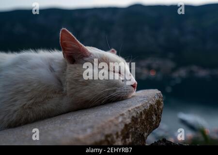 Erkunden Sie das idyllische Kotor in Montenegro an einem sonnigen Tag. Stockfoto