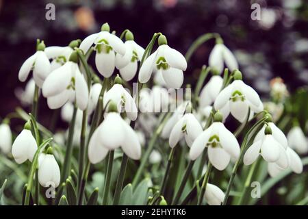 Die weißen Blüten des riesigen Schneegropfes, galanthus elwesii, blühen Stockfoto