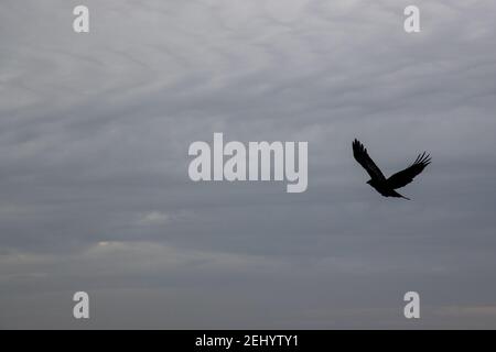 Ein Rabe fliegt über den Strand bei Fisherman’s Walk, Southbourne, Bournemouth während der Sperre und der COVID-19 Coronavirus Pandemie. 20. Februar 20 Stockfoto