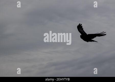 Ein Rabe fliegt über den Strand bei Fisherman’s Walk, Southbourne, Bournemouth während der Sperre und der COVID-19 Coronavirus Pandemie. 20. Februar 20 Stockfoto