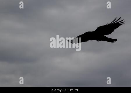 Ein Rabe fliegt über den Strand bei Fisherman’s Walk, Southbourne, Bournemouth während der Sperre und der COVID-19 Coronavirus Pandemie. 20. Februar 20 Stockfoto