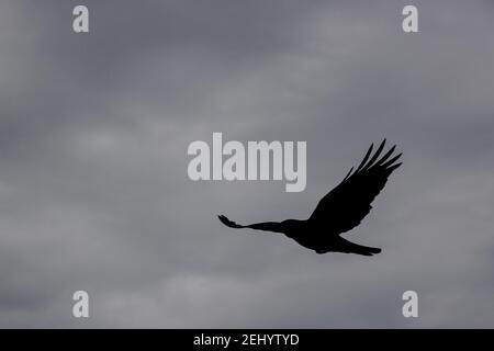 Ein Rabe fliegt über den Strand bei Fisherman’s Walk, Southbourne, Bournemouth während der Sperre und der COVID-19 Coronavirus Pandemie. 20. Februar 20 Stockfoto