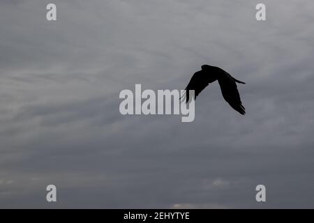 Ein Rabe fliegt über den Strand bei Fisherman’s Walk, Southbourne, Bournemouth während der Sperre und der COVID-19 Coronavirus Pandemie. 20. Februar 20 Stockfoto