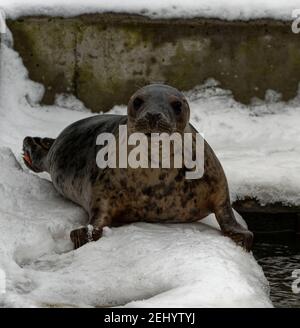 Hafenrobbe (Phoca vitulina) unreif im Pool mit Kopf über Wasser. Stockfoto